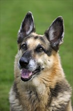 Alsation, German shepherd domestic dog (Canis lupus familiaris) in the garden