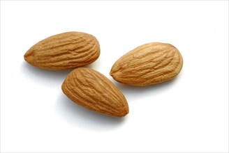 Almond (Prunus dulcis)