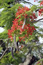 Flamboyant with fruits and blossoms (Poinciana regia), Royal Poinciana (Delonix regia),