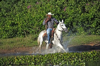 Cowboy, Pantanal, Brazil, vaqueiro, pantaneiro horse, rider, South America