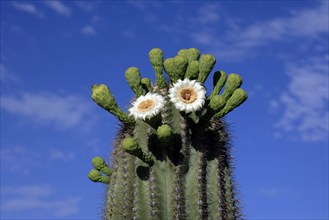 Saguaro (Carnegiea gigantea) Cactus, Sonora Desert, Arizona, USA (Cereus giganteus)