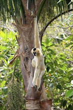 White-cheeked Gibbon, female (Hylobates concolor leucogenys)