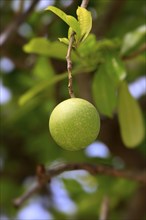 Pong Pong, Kota Kinabalu, Sabah, Borneo, Malaysia (Cerbera odollam)