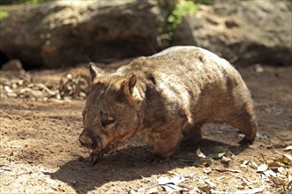 Southern Hairy-nosed Wombat (Lasiorhinus latifrons), South Australia