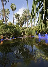 Morocco, Jardin Majorelle Botanical Garden in Marrakech, Africa