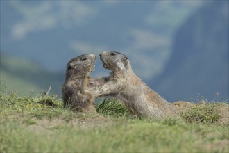 Two Alpine Marmots (Marmota marmota), fighting, Großglockner, National Park Hohe Tauern, Austria,