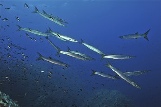 European barracuda (Sphyraena sphyraena), in marine protected area Reserva Marina de Llevant de