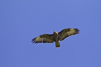 Common Buzzard (Buteo buteo) in flight against blue sky