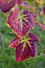 Autumn coloured vine leaves on a vine, Sasbachwalden, Ortenaukreis, Black Forest,