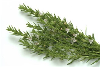 Summer savory (Satureja hortensis), also garden savory, true savory, pepperwort, family of the