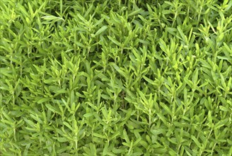 Summer savory (Satureja hortensis), also garden savory, true savory, pepperwort, family of the