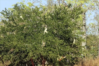 Verreaux's Sifakas, Berenty Private Reserve (Propithecus verreauxi verreauxi), Madagascar, Africa