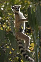 Ring-tailed Lemur (Lemur catta), Berenty Private Reserve, Madagascar, ring-tailed lemur, Berenty