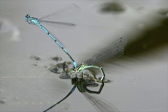 Azure damselfly (Coenagrion puella), pair, mating, azure damselfly, Germany, Europe