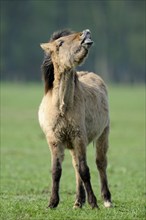 Dülmen wild horse, Merfelder Bruch, Dülmen, North Rhine-Westphalia, Germany, Europe