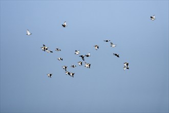 Little Bustards (Tetrax tetrax), Alentejo, Portugal, Europe