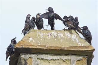 Common Starlings on chimney, Northumberland, England (Sternus vulgaris)