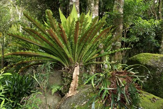 Bird's Nest Fern (Asplenium nidus), Lamington national park, Australia, Oceania