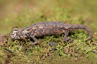 Decary's Pygmy Chameleon, female, Madagascar (Brookesia dacaryi)