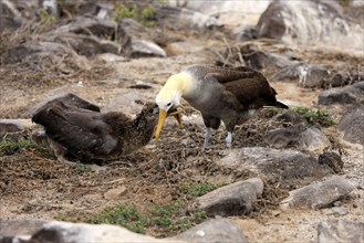 Galapagos albatross and juvenile, Galapagos Islands, Ecuador (Diomedea irrorata)