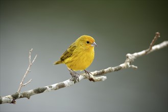 Saffron Finch (Sicalis flaveola), male, Pantanal, Brazil, South America