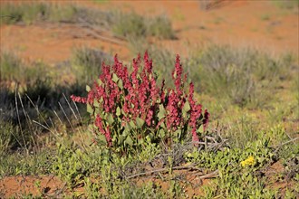 Bladderdock, Sturt national park, New South Wales, Australia (Rumex vesicarius)