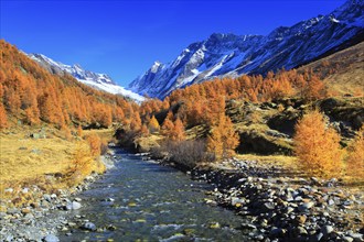 Larch forest, Lötschental, Valais, Switzerland, Europe