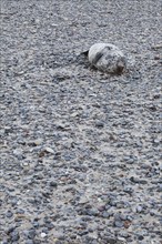 Grey seal, Dune Island Helgoland, Schleswig-Holstein, Germany, Europe