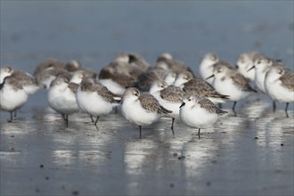 Sanderling, Calidris alba, Germany, Europe