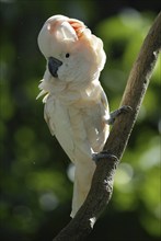 Rose-crested Cockatoo, salmon-crested cockatoo (Cacatua moluccensis)