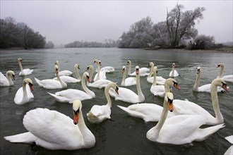 Mute swans (Cygnus olor), Mute Swan, Germany, Europe