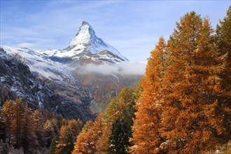 Larch forest , Larch, Matterhorn, Valais, Switzerland, Europe