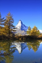 Larch forest, Larch ( Larix europaea) , Matterhorn, Valais, Switzerland, Europe