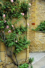 Climbing rose on house wall, Oingt, Beaujolais, France, Europe