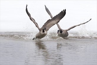 Canada geese. Branta canadensis, One goose with agressive display. Goose pursuing another goose