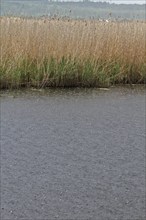 Heavy rain on the Trebel River, severe weather, Peene Valley River Landscape nature park Park,