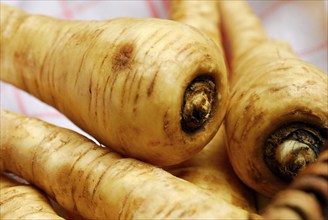 Parsnip, Parsnipsroot