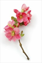 Japanese Chaenomeles (Chaenomeles japonica)