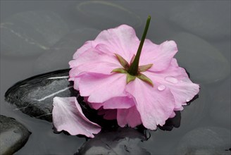 Japanese ornamentcherry (Prunus), flower and stones in water