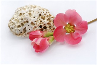 Chaenomeles japonica (Chaenomeles japonica) flowers and stone