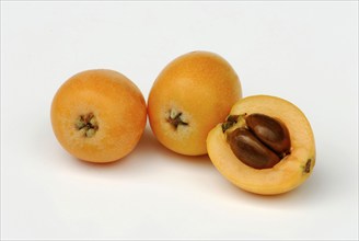 Medlar (Eriobotrya japonica) Nespoli, Medlar, Japanese medlar, Japanese medlar