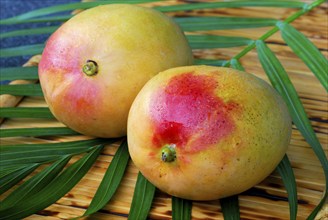 Mangos (Mangifera indica)