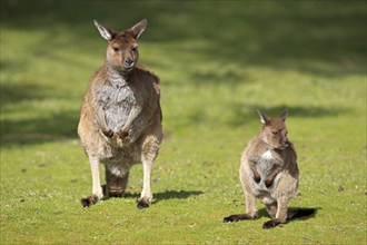 Western Grey Kangaroos (Macropus fuliginosus), female with young, Kangaroo Island, South Australia,