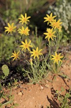 Fleshy Groundsel, Sturt national park, New South Wales, Australia (Senicio gregorii)