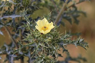 Yellow Horned Poppy, Sturt national park, New South Wales, Australia, Yellow Hornpoppy (Glaucium