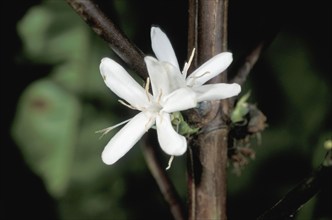 Coffe Plant blossom (Coffea arabica), Madagascar, Africa