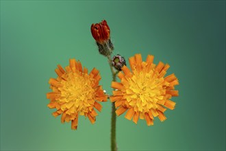 Orange fox-and-cubs (Hieracium aurantiacum), Germany, Europe