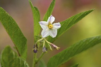 Melon Pear, blossom (Solanum muricatum)