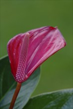 Anthurium (Anthurium), Flamingoblume, Blumen, flowers, Zierpflanzen, ornamental plants,