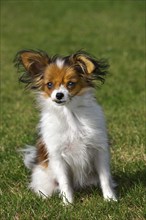 Papillon domestic dog (Canis lupus familiaris) sitting on lawn in garden